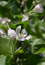 Apple Blossom Flower Essence | for Emotional Resilience + Inner Child Healing