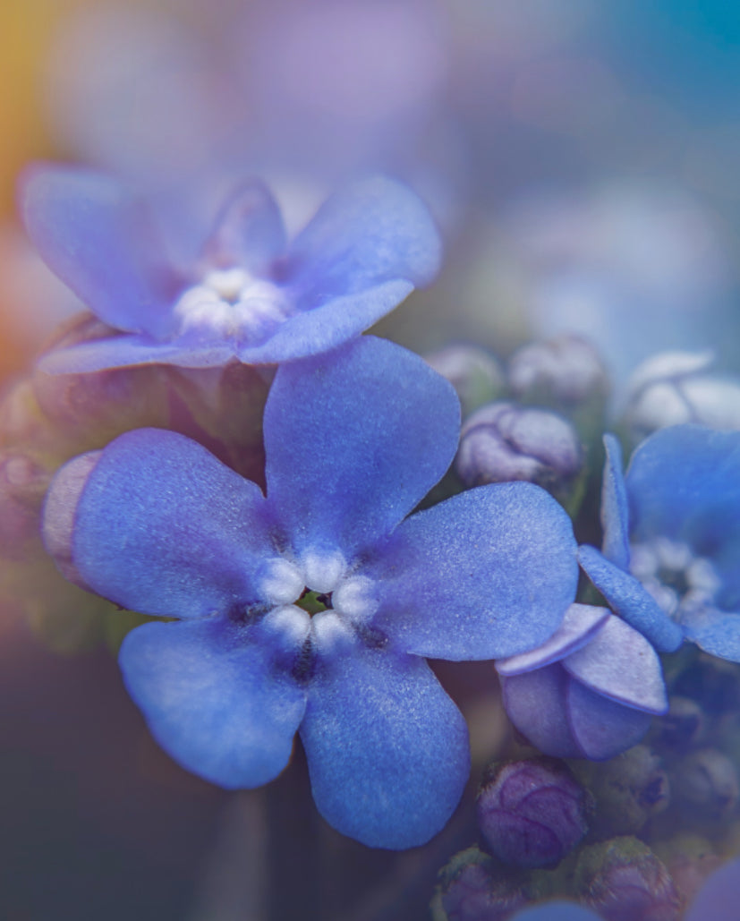 Forget-Me-Not Flower Essence | for Clarity of Voice + Soulful Belonging