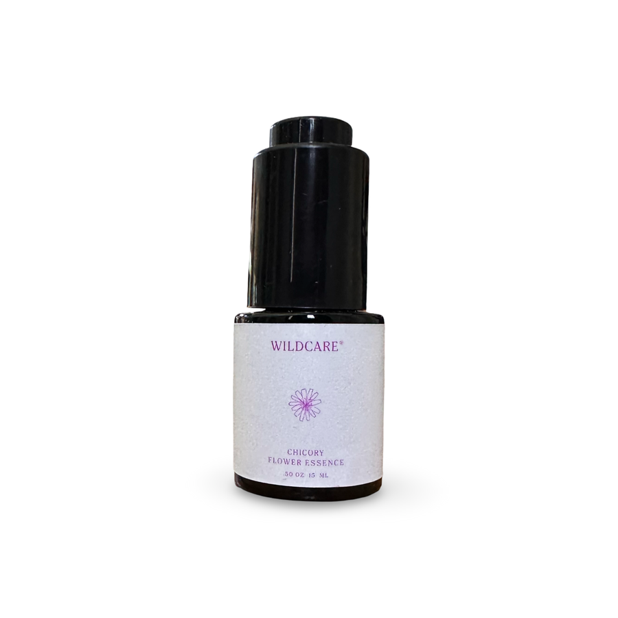 Chicory Flower Essence | Loving Freely + Adapting with Grace