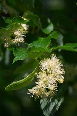 Linden Flower Essence | Ancestral Motherline Connection + Calm Endurance