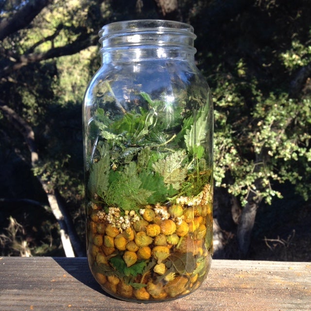 Cold Tender | Echinacea, Calendula, Yarrow