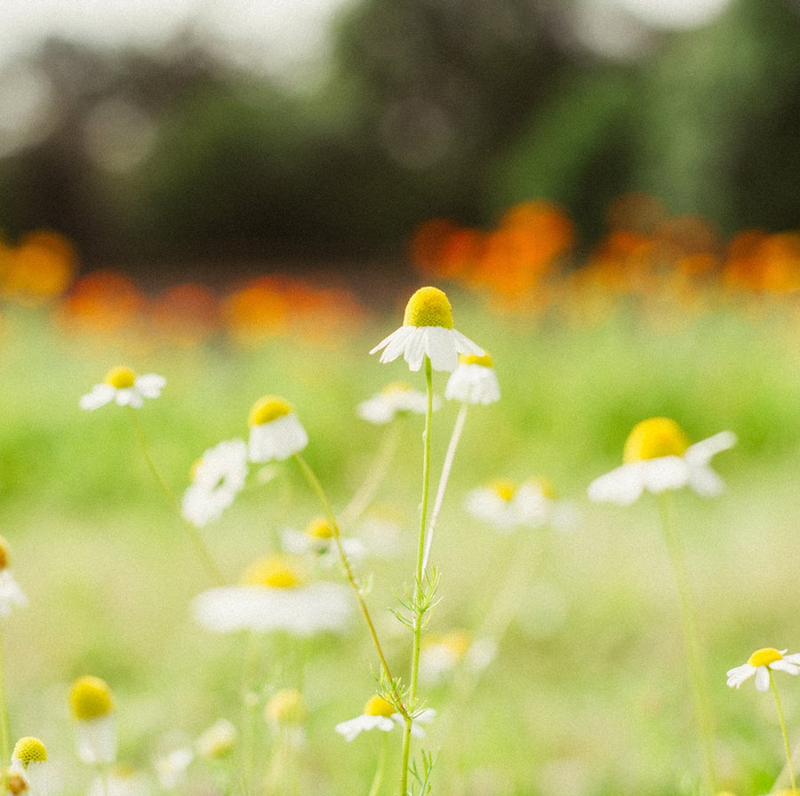 GERMAN CHAMOMILE Biodynamic® Hydrosol