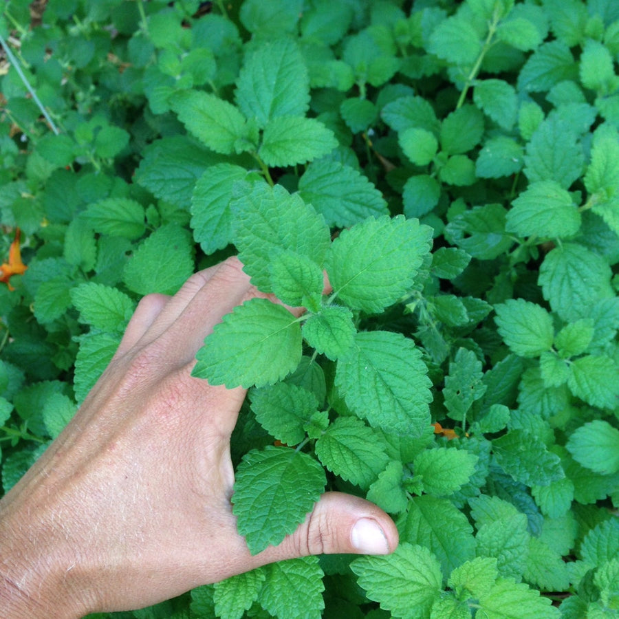 Slow Down | Chamomile + Lemon Balm