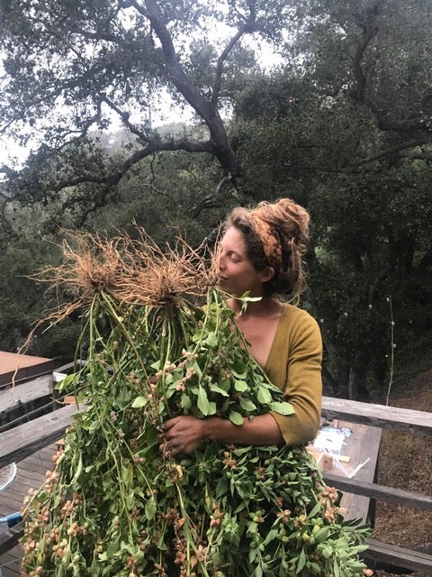 Adapt | Tulsi, Ashwagandha, Burdock