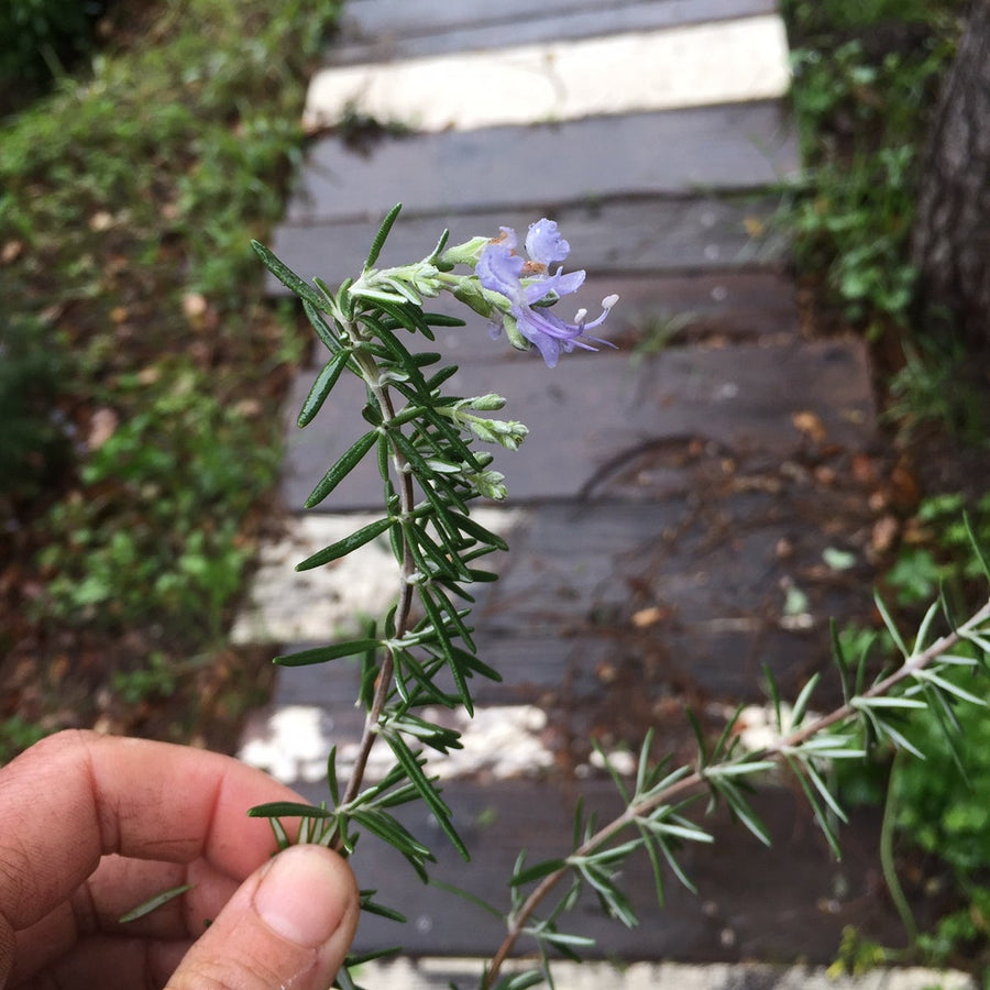 Awake | Brahmi, Gotu Kola, Rosemary