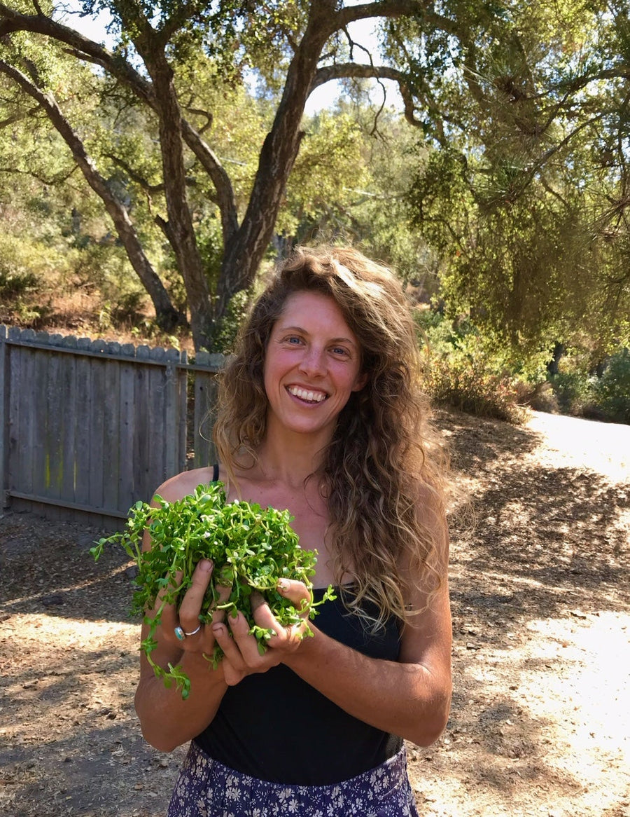 Awake | Brahmi, Gotu Kola, Rosemary